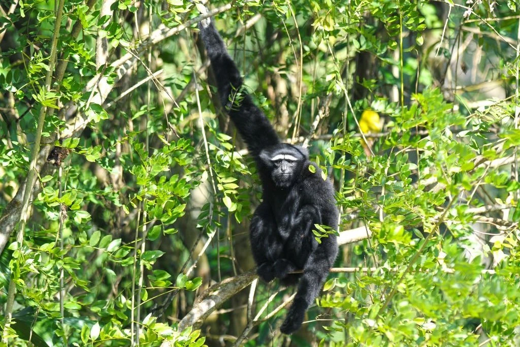 hoolock gibbon daily activity