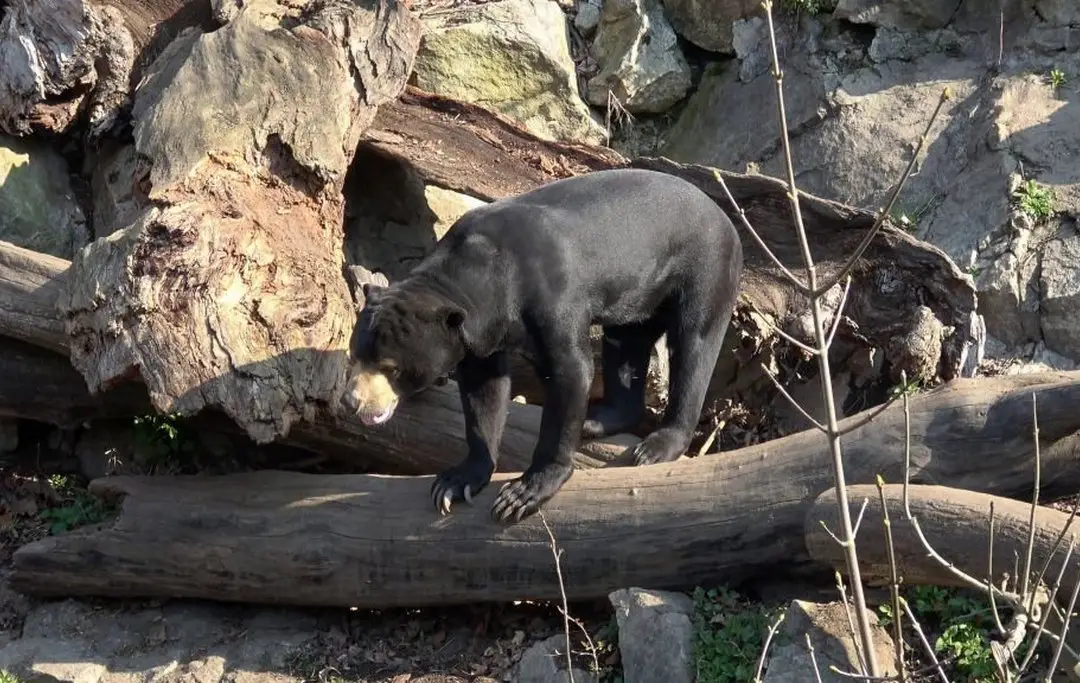 Types of Bear species found in India Himalayan, Sloth, Malayan