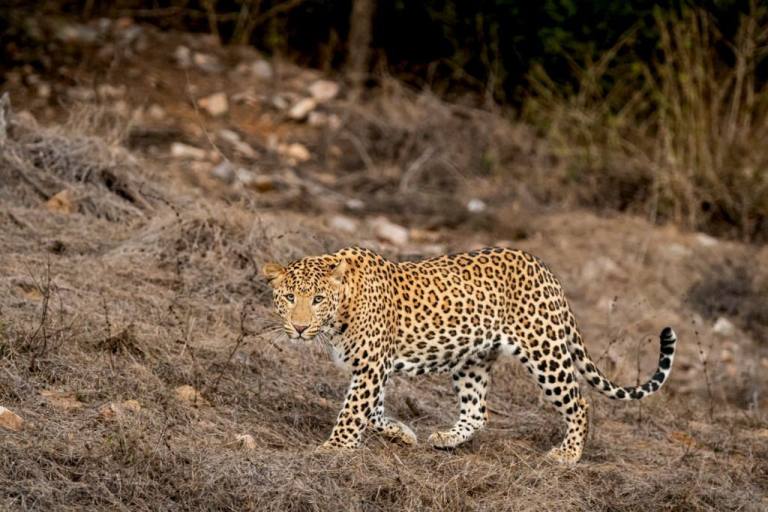 leopard clicked while on safari in pench national park