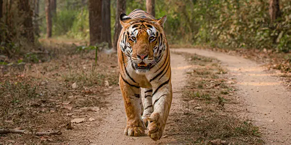 Highlands of central India Wildlife Safari Tour