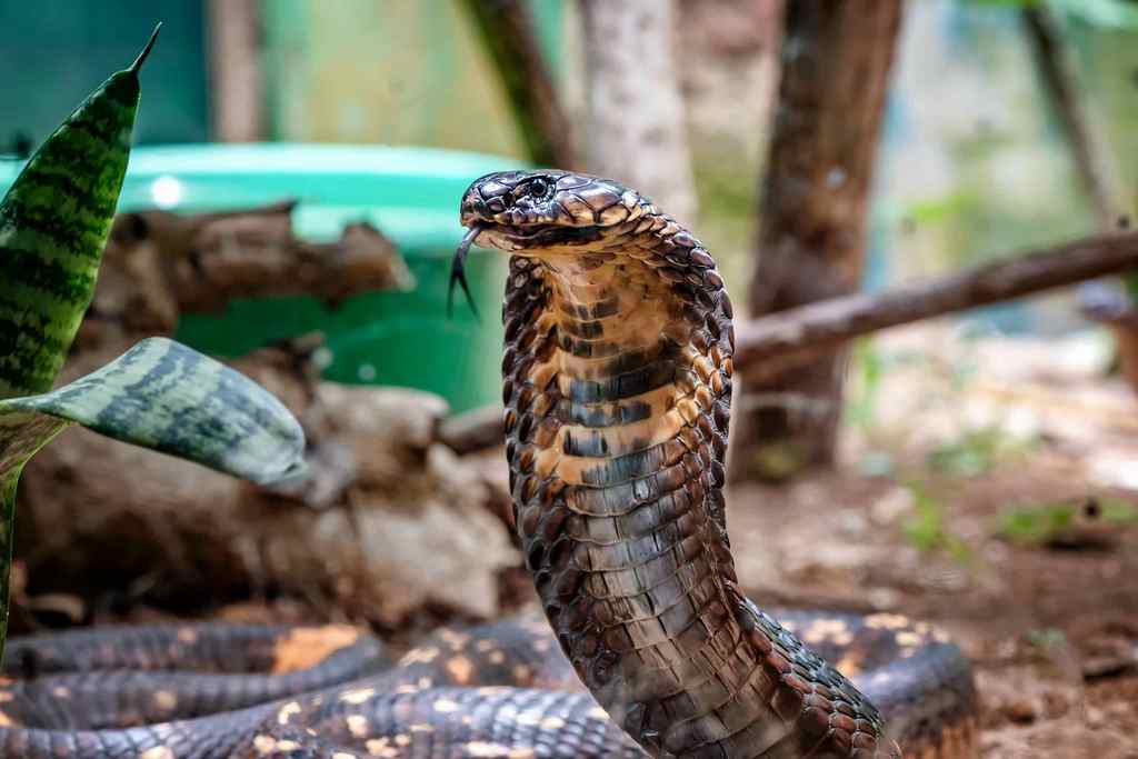 All about the King Cobra: Habitat, Venom, Hunting, Diet