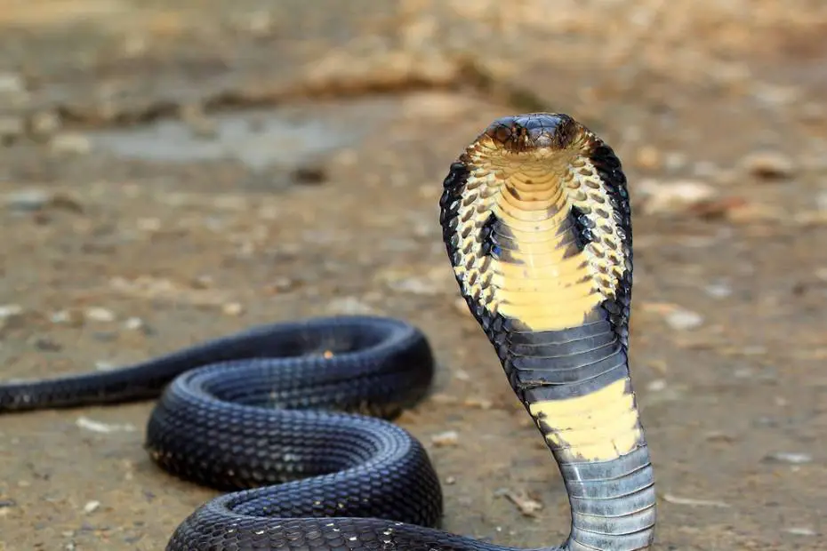 King cobra in Kaziranga national park india