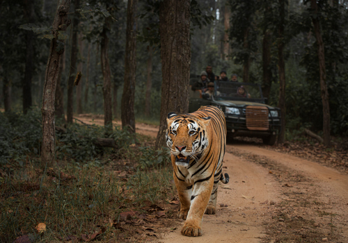 bengal tiger walking in kanha national park