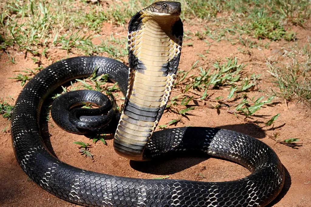 Cobras – characteristics and useful information