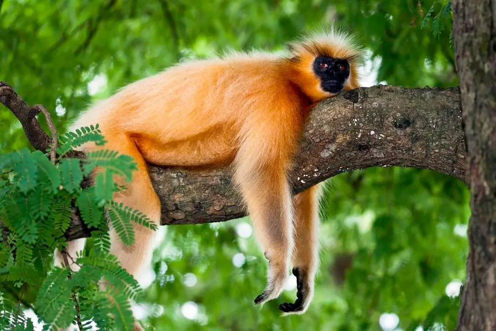 GOLDEN LANGUR