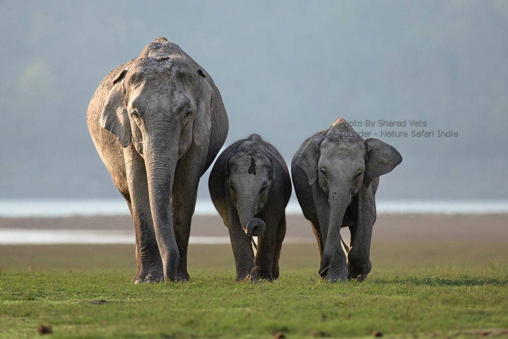 Elephant family in corbett Elephant family in corbett
