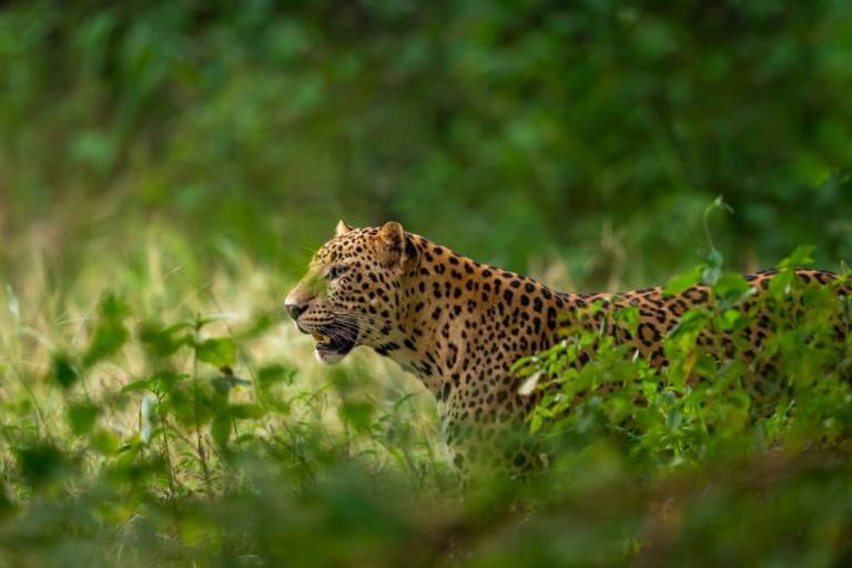 Indian leopard during safari in panna