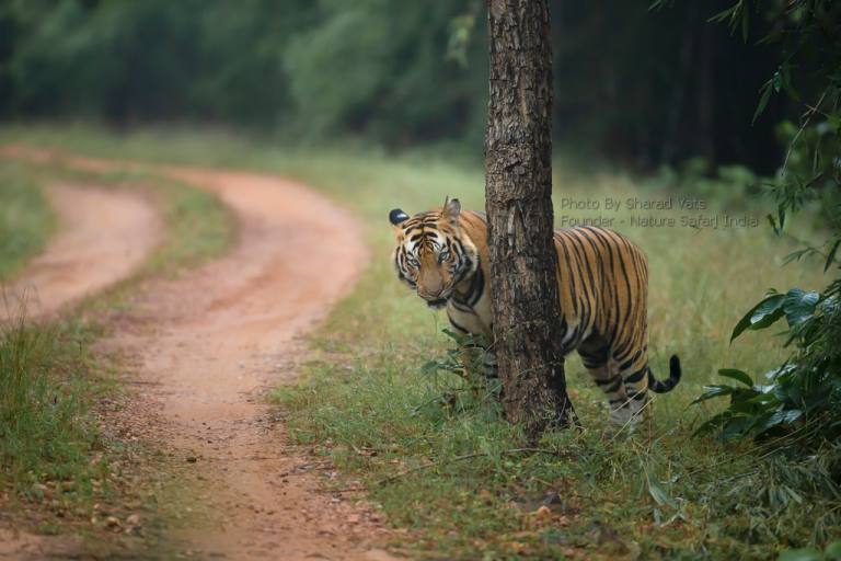 bandhavgarh national park tiger safari india