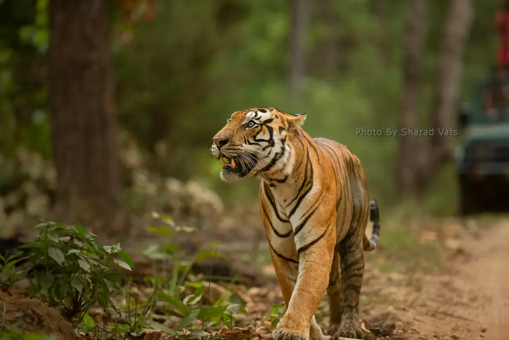 bengal tiger sighting in kanha bengal tiger sighting in kanha