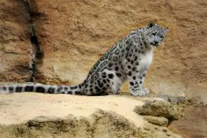 How To Find Snow Leopards In India