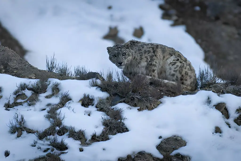snow leopard snow leopard