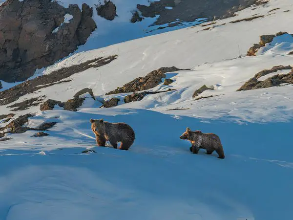 Himalayan Brown Bear