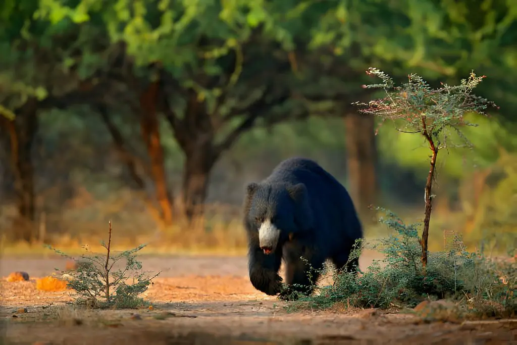 Sloth bear Sloth bear