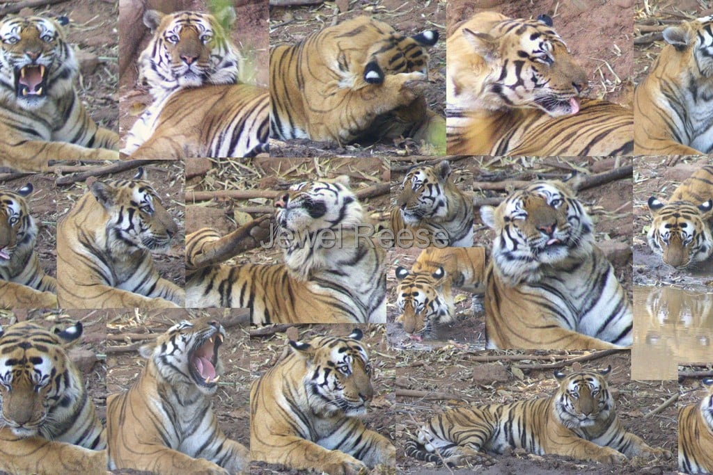 Watering Hole