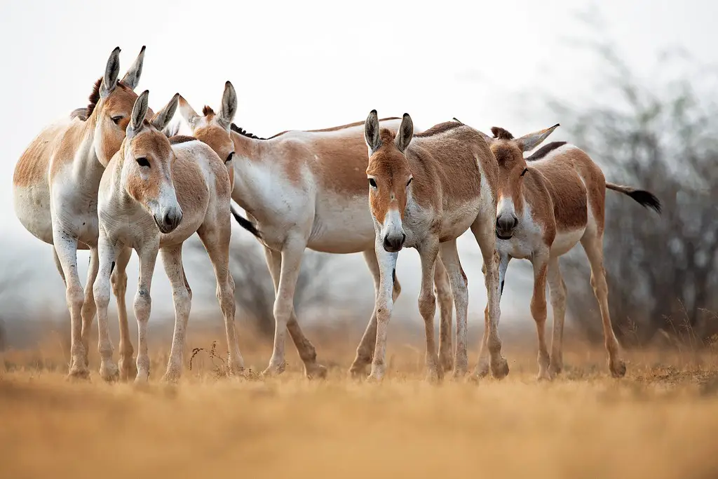 ASIATIC WILD ASS ASIATIC WILD ASS