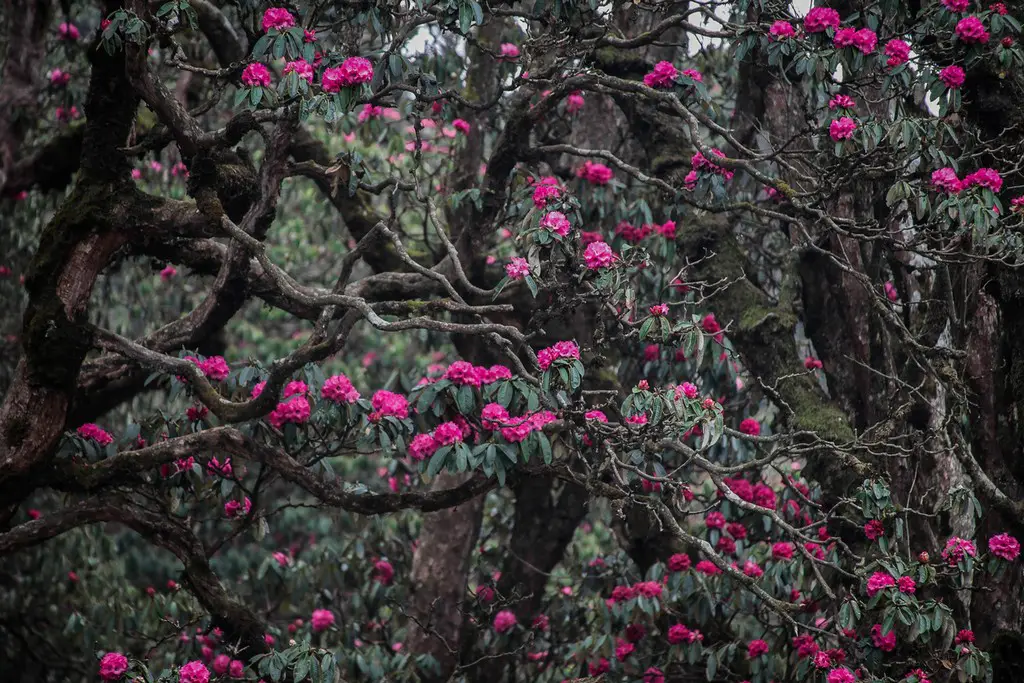 Rhododendron plantation in singalila Rhododendron plantation in singalila