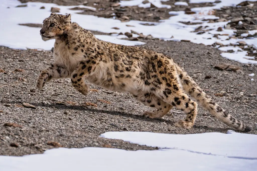 Snow leopard tour in India Snow leopard tour in India