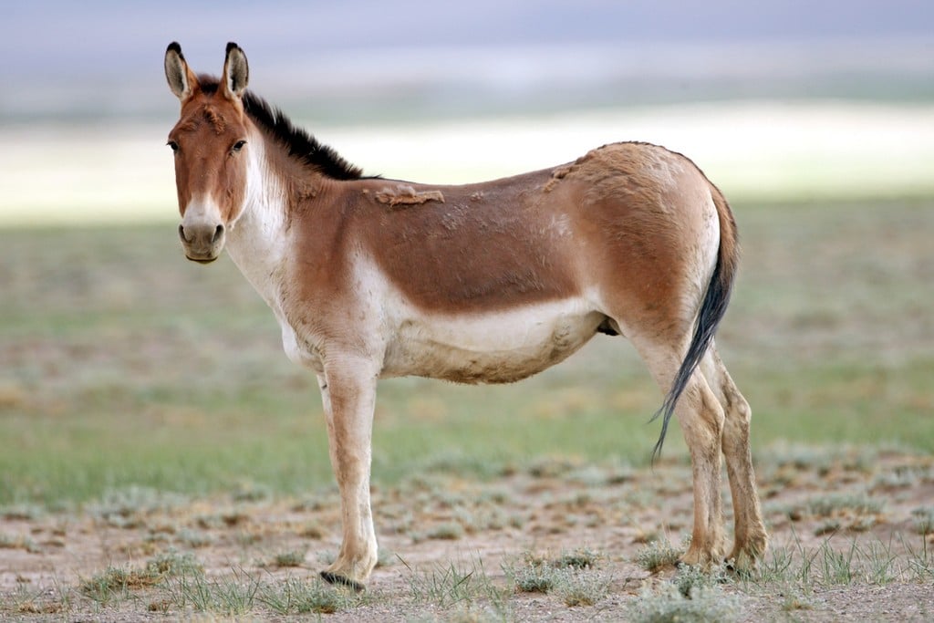 Wild Ass Kiang Wild Ass Kiang