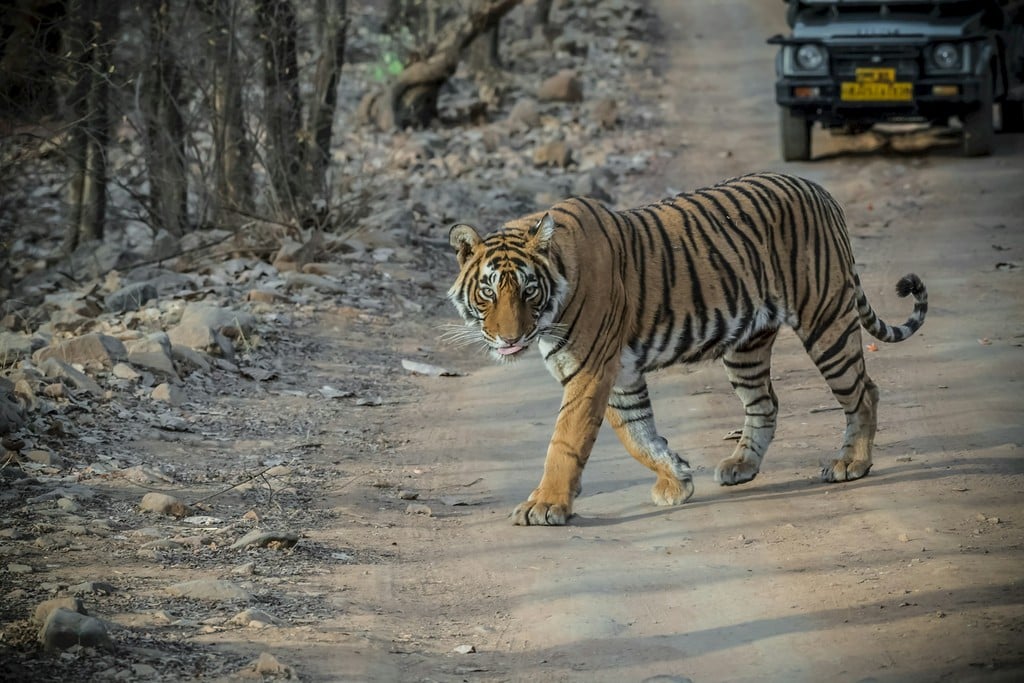 tiger safari in india tiger safari in india