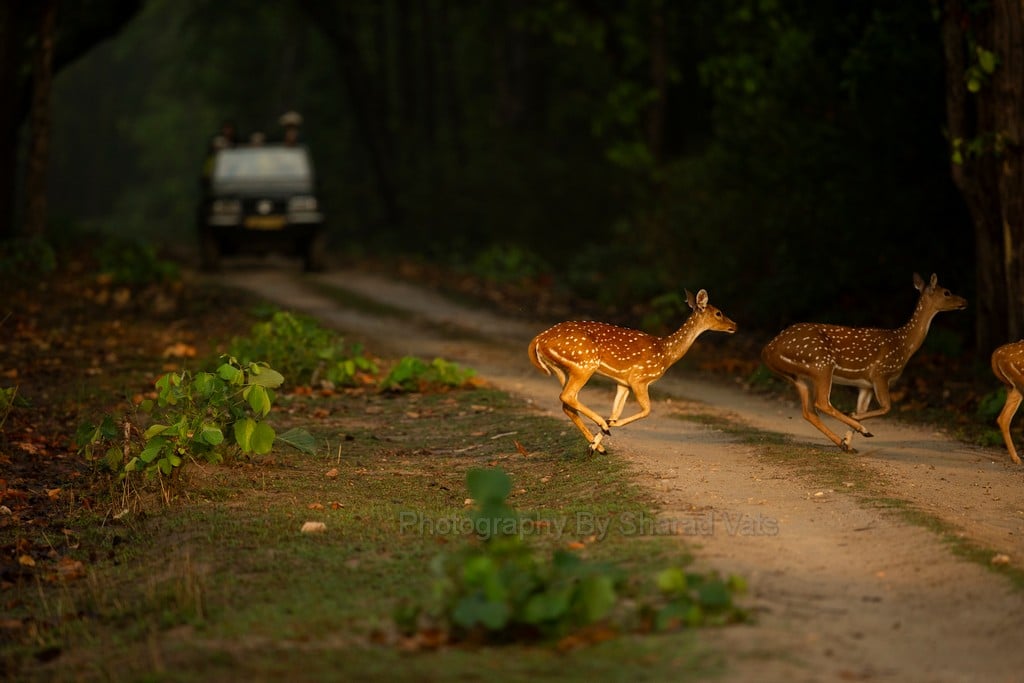 night safari night safari