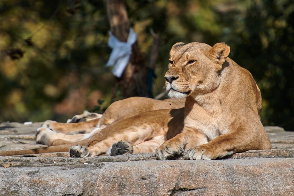 Panthera leo Panthera leo