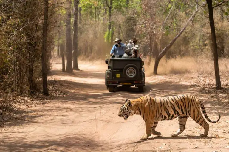 tiger safari in India