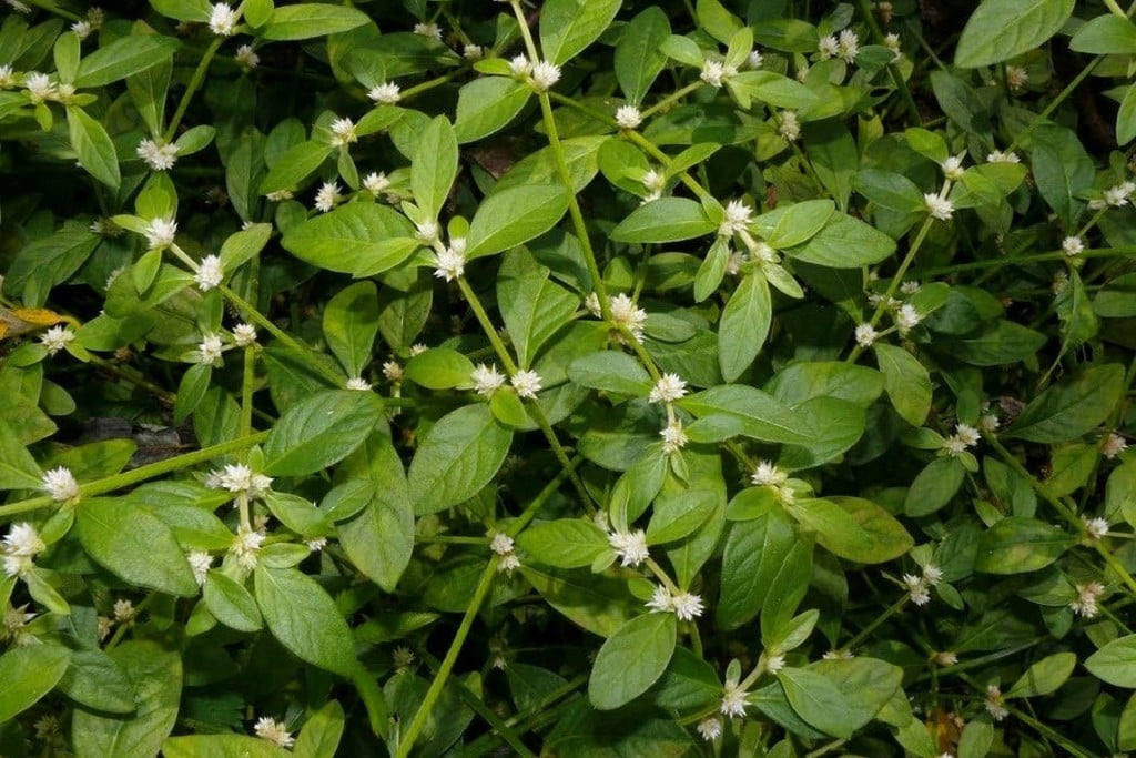 Alternanthera sessilis Alternanthera sessilis