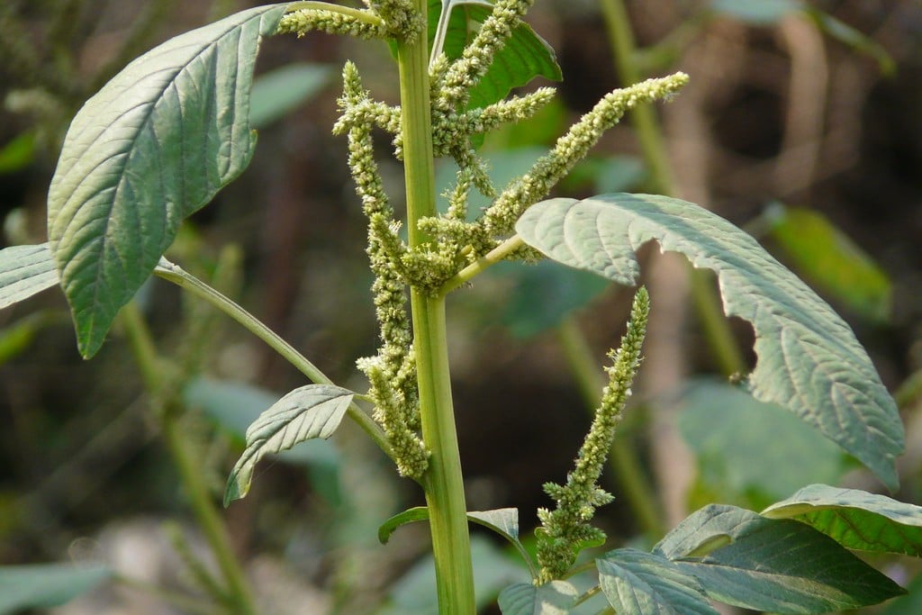 Amaranthus spinosus Amaranthus spinosus