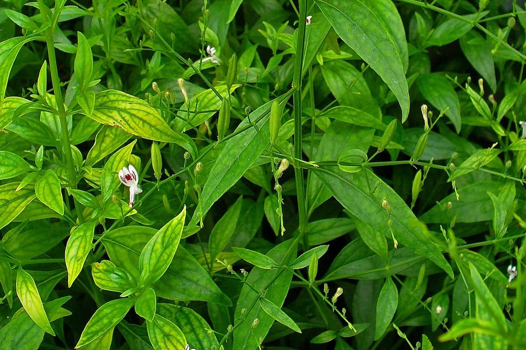 Andrographis paniculata Andrographis paniculata