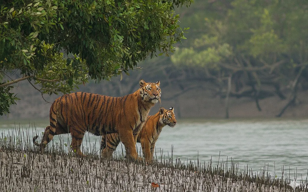 Bengal Tiger and cub in Sunderbans Bengal Tiger and cub in Sunderbans