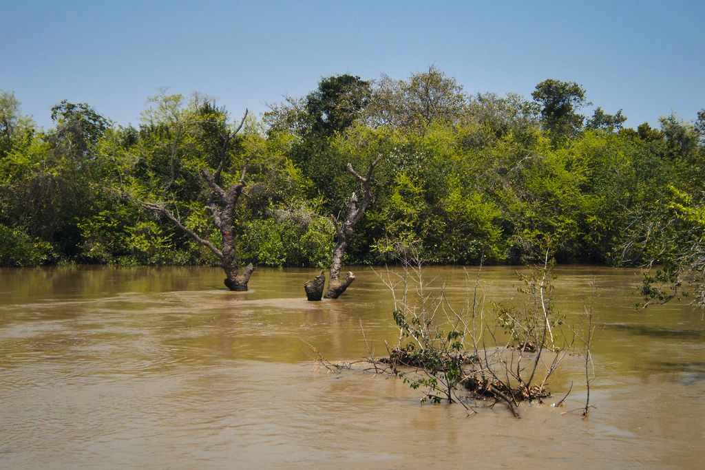 Bhitarkanika National Park in Odissa Bhitarkanika National Park in Odissa