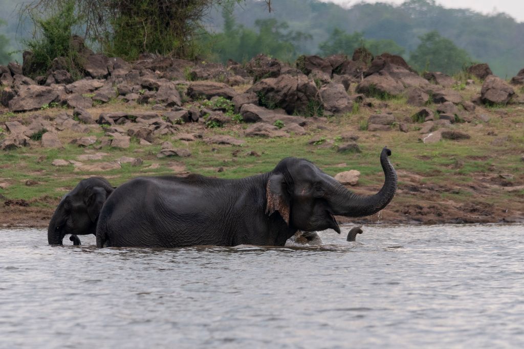 Elephant Herd bathing in kabini backwaters,Kabini,Nagarhole,Karnataka,India Elephant Herd bathing in kabini backwaters,Kabini,Nagarhole,Karnataka,India