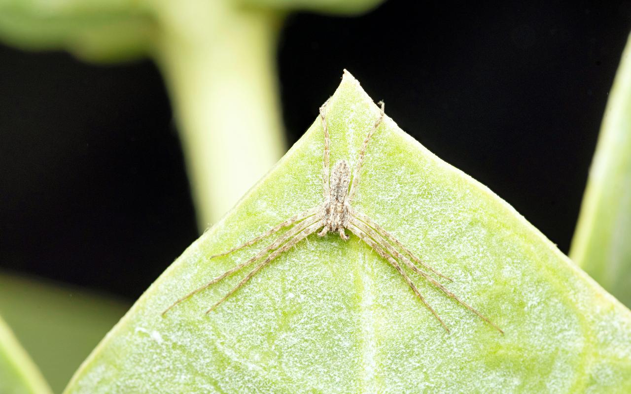 Desert Crab Spider found in Rajasthan India Desert Crab Spider found in Rajasthan India
