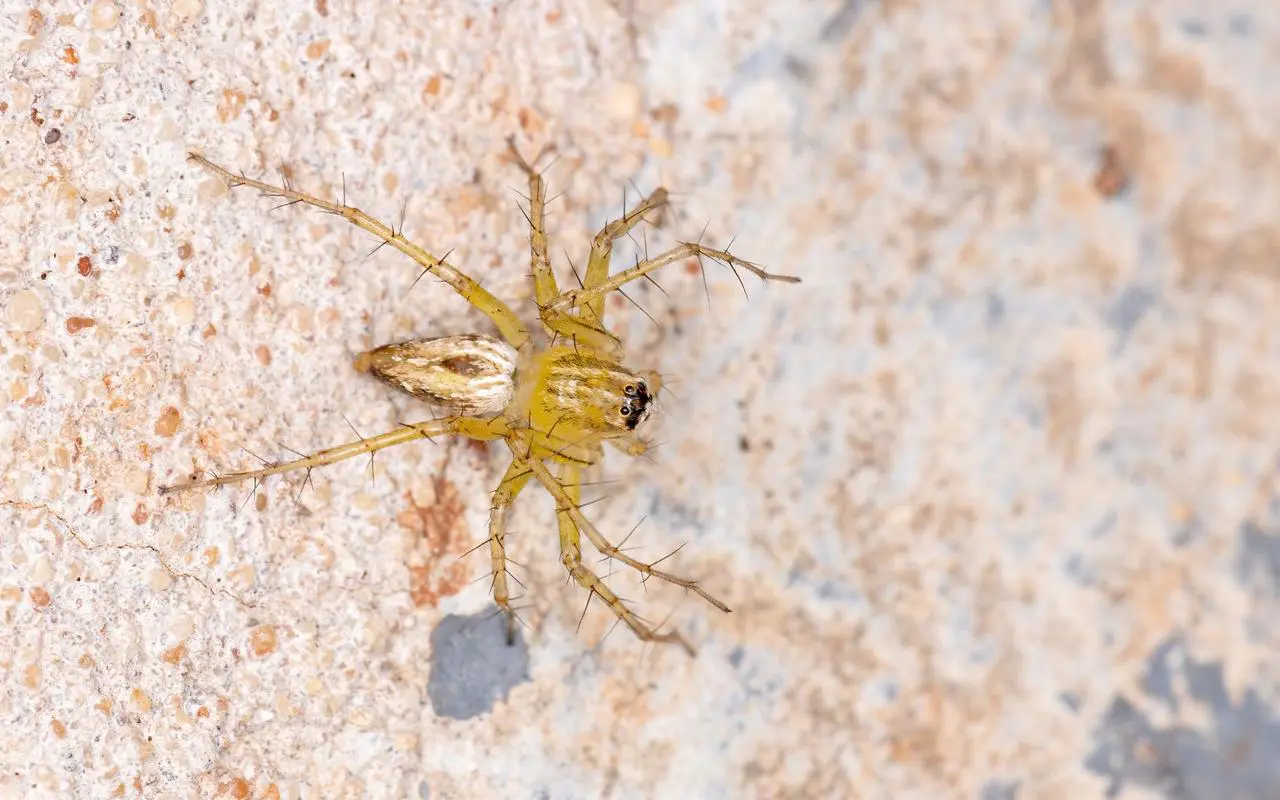 Lynx Spider found in India Lynx Spider found in India