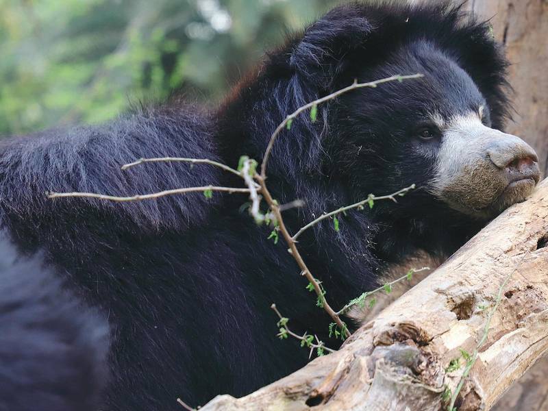 taj mahal wildlife and heritage in agra taj mahal wildlife and heritage in agra