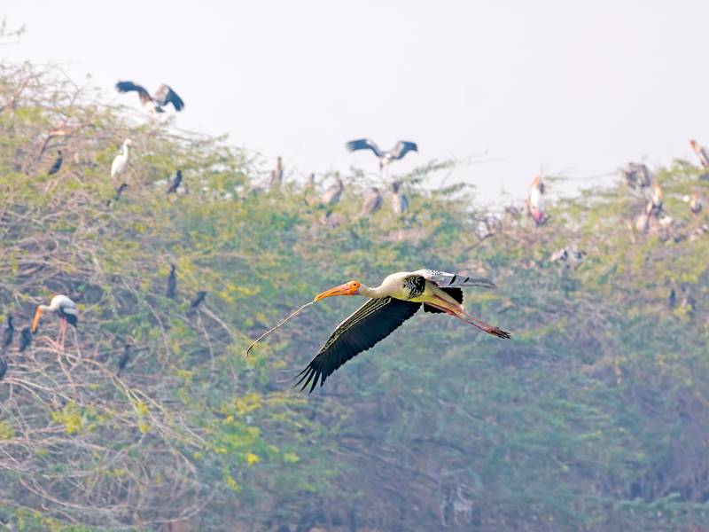 Painted Storks flying at Sultanpur Bird Sanctuary in India. Painted Storks flying at Sultanpur Bird Sanctuary in India.