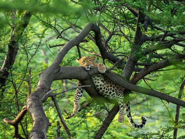 Leopard resting on a branch in pench national park. Tour gallery best tiger safari in india
