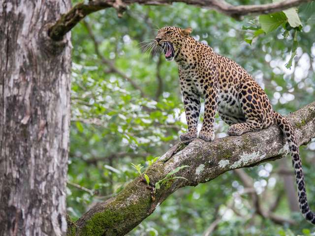 Leopard is a top carnivore in the forests of India. They are very versatile animals and can live in a variety of habitats. They feed on spotted deers, hares, barking deers etc. They are highly endangered animals and they are hunted for their skin.