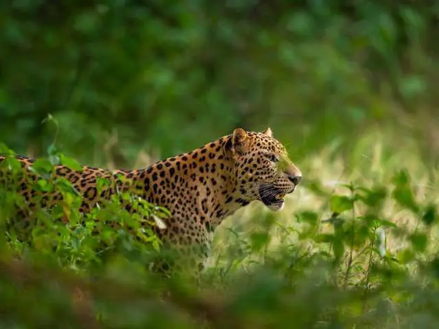 indian wild male leopard or panther face closeup in natural monsoon green during outdoor jungle safari at forest of central india - tour gallery best tiger safari in india