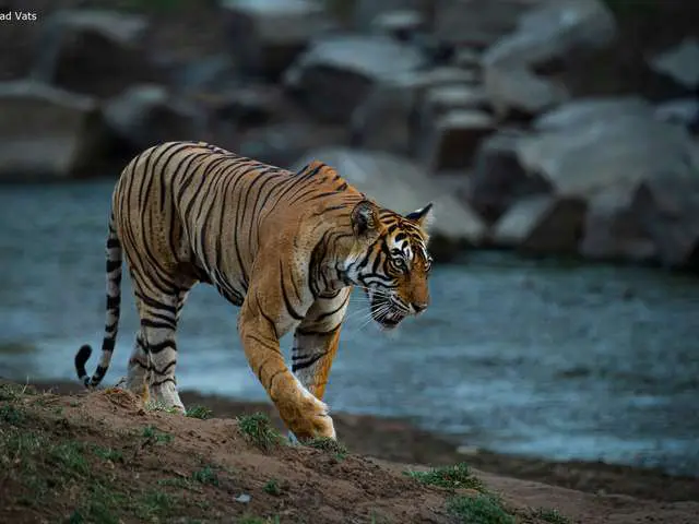 Tiger walking near river in ranthambore national park in India. Tour gallery best tiger safari in india