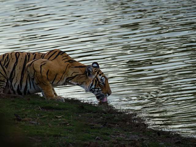 tour gallery best tiger safari in india 5