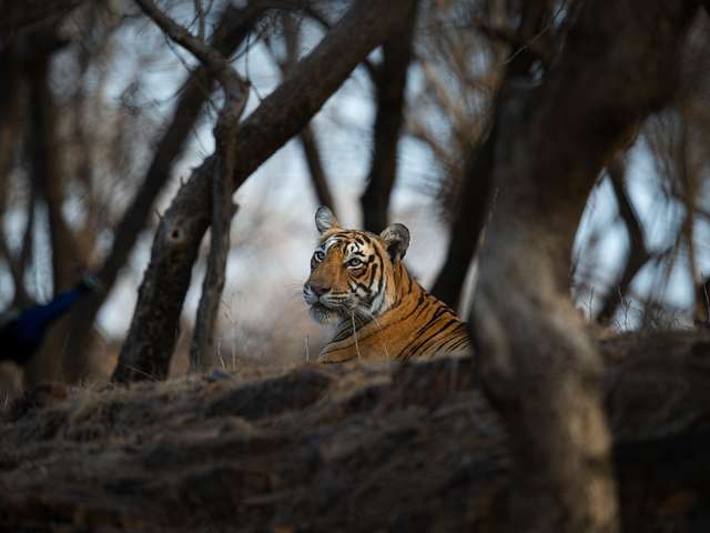 Tiger resting at ranthambore national park in India. Tour gallery best tiger safari in india