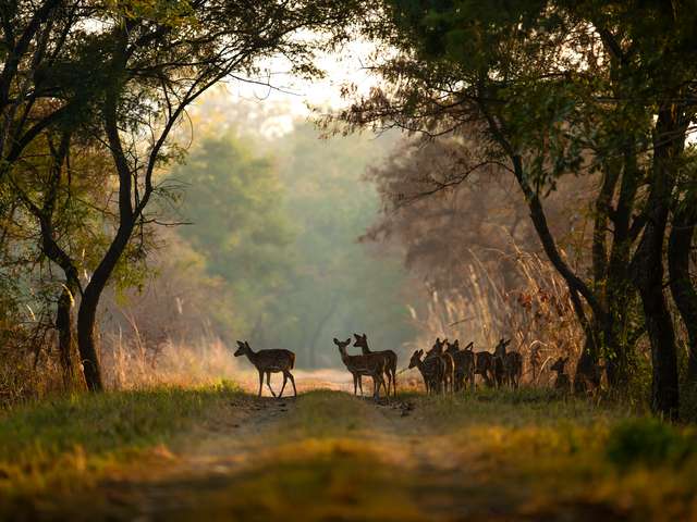 Beauty of dudhwa national park in India. Tour gallery best tiger safari in india
