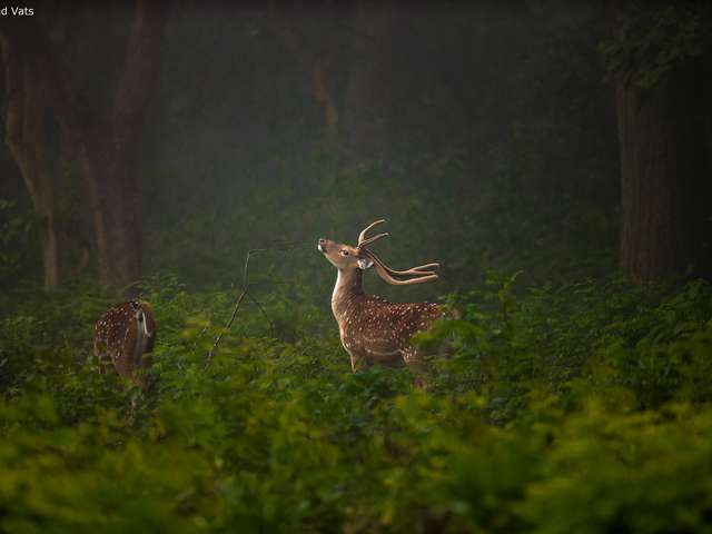 A superb click of a deer in dudhwa. Tour gallery best tiger safari in india