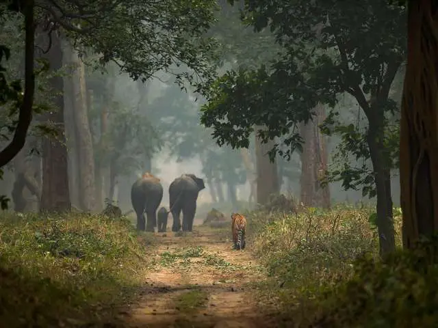 Tiger and elephant encounter in wild. Tour gallery best tiger safari in india