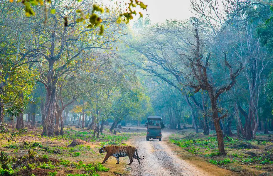 Tiger walking early morning.Hunting time.The image was taken in Nagarahole forest, Karnataka, India. wildlife tour calendar