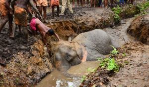 How to Rescue Wild Animals - Handling and Rehabilitation