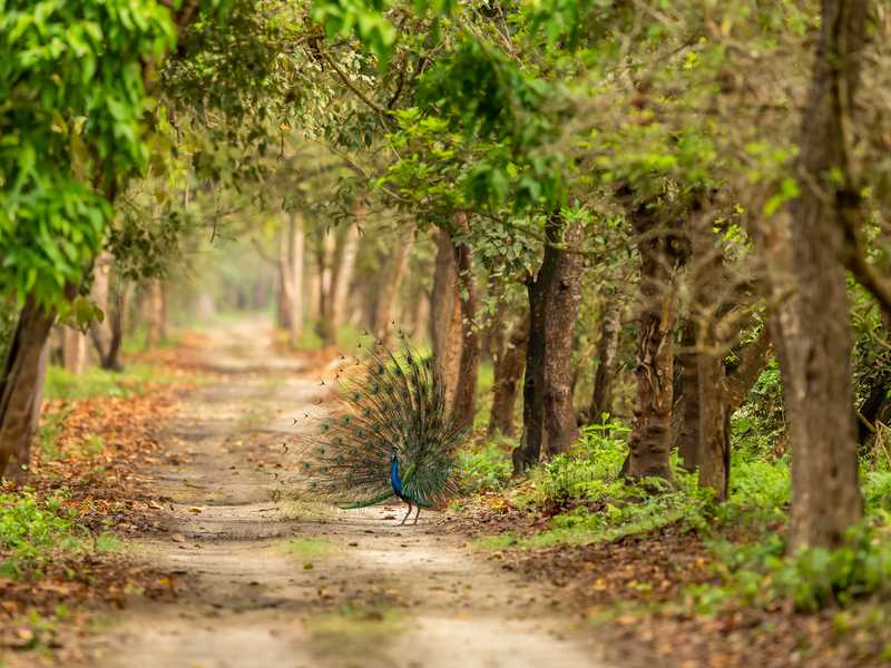 Indian peafowl or Pavo cristatus male peacock display wings open dancing full colorful wingspan to attract female in natural green Terai Arc Landscape forest pilibhit national park uttar pradesh india