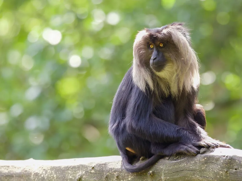Mesmerizing shot of chimpanzees on blurred background Mesmerizing shot of chimpanzees on blurred background