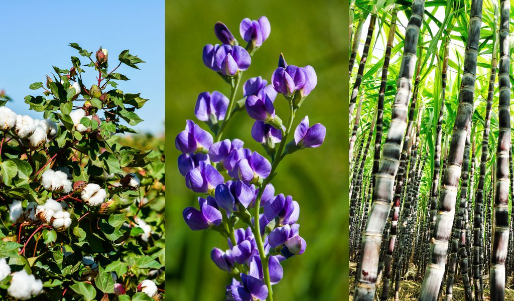 Cash Crops and Fibers Cash Crops and Fibers